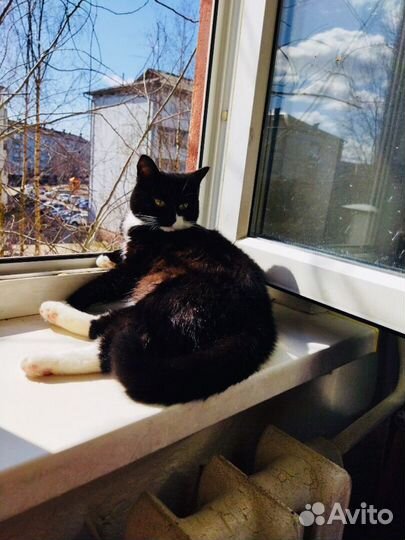 Маняша ищет дом