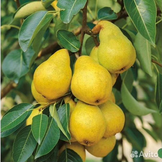 Груши