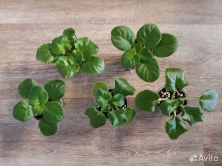 Набор №2 крупных сортовых деток фиалок