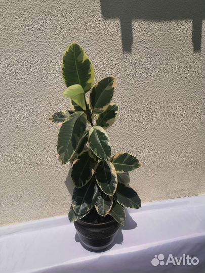 Фикус бенджамина, фикус, драцена, спетефиллум