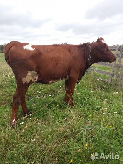 Телка 6 месяцев