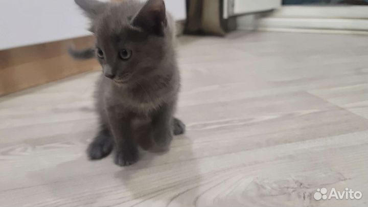 Котята в добрые руки бесплатно