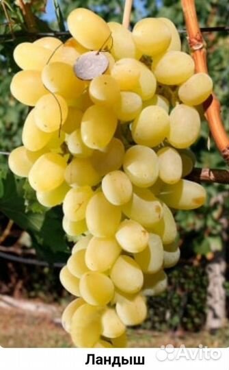 Саженцы и черенки винограда