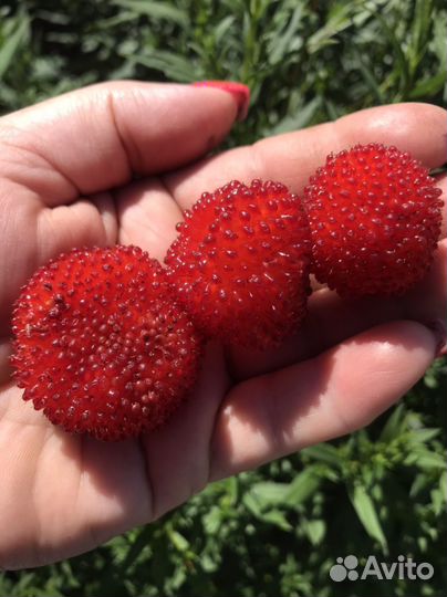 Тибетская малина