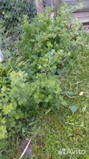 Саженцы крыжовника, смородины