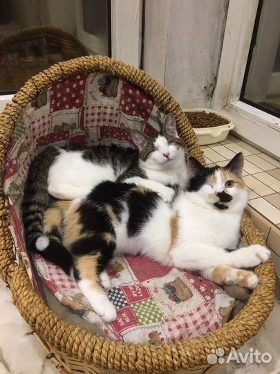 Кошки-слепышки Лиза и Лиля