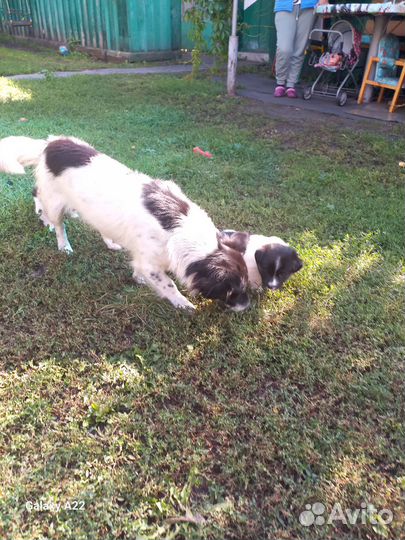 Щенок в добрые руки бесплатно маленькая порода