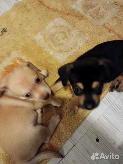 Щенки бесплатно