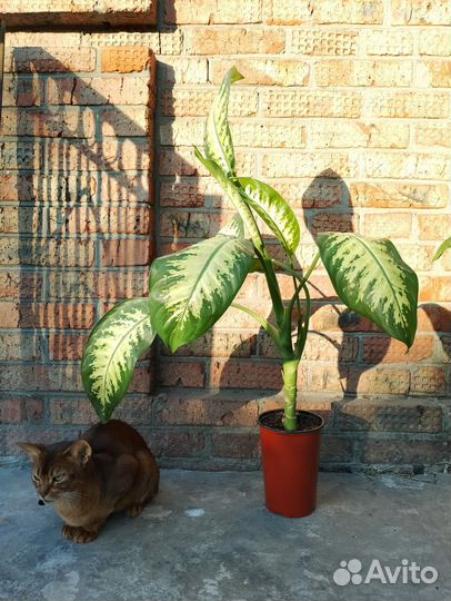 Диффенбахия