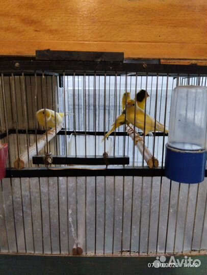 Канарейки и Кенари