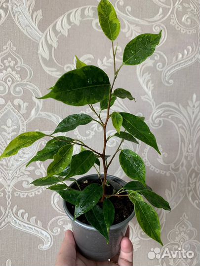 Фикус Бенджамина