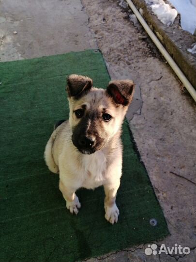 Щенок в добрые руки бесплатно собака