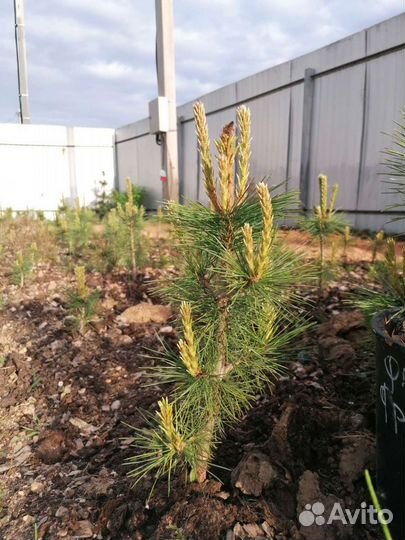 Кедр, Сосна кедровая, закрытая корневая