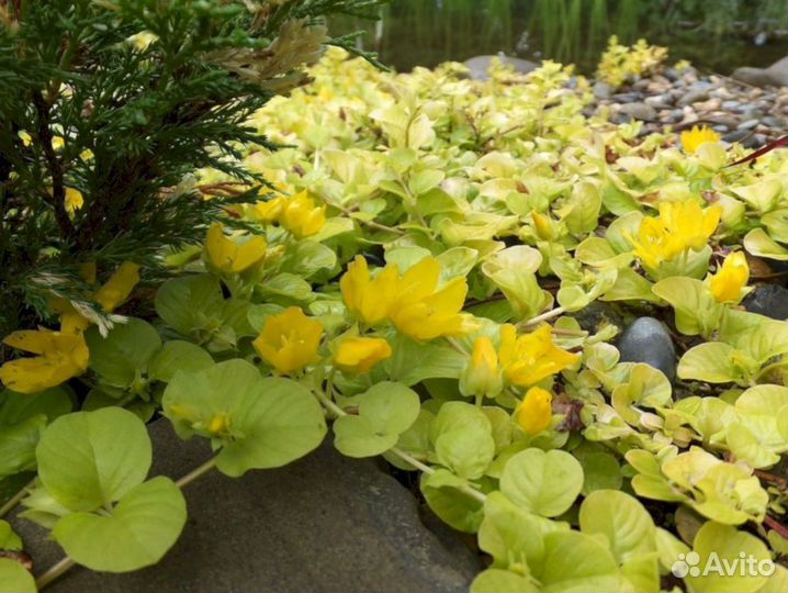 Вербейник монетчатый ауреа