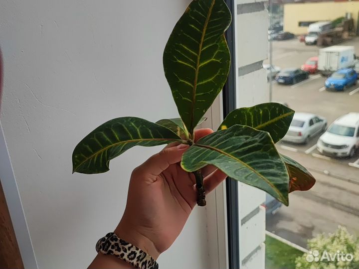 Черенки кротона