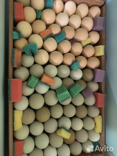 Яйца для инкубации