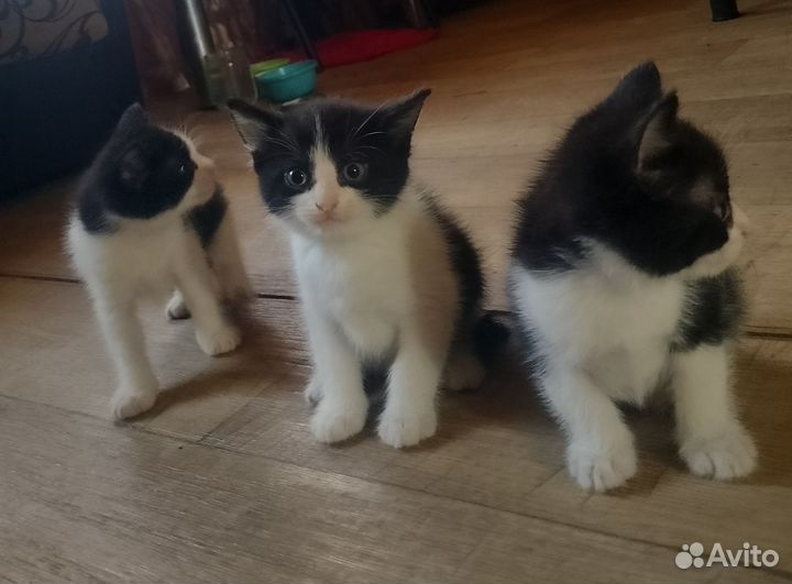 Котята