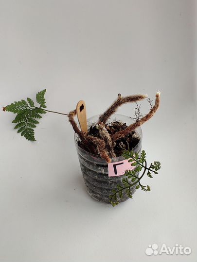 Небольшие папоротники (даваллия)