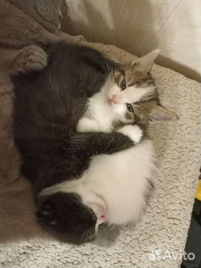 Кошка Венера