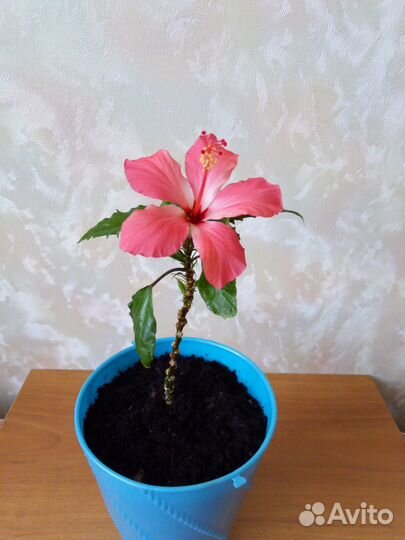 Гибискус (китайская роза)