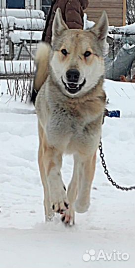 Продаю охотничьих Лаек зсл (западносибирские)