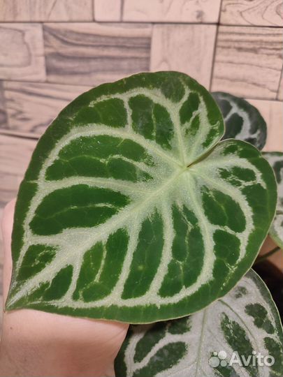 Антуриум сильвер блаш