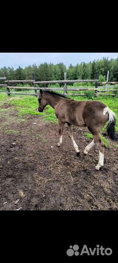 Чубарый Мерин, клеппер жеребенок, тракененская