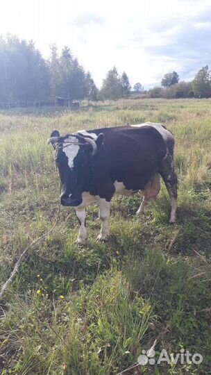 Корова дойная