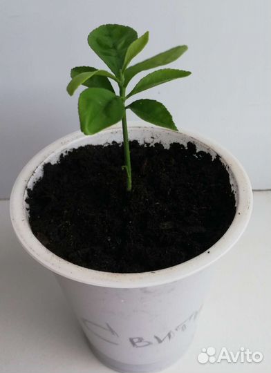 Мандарин Апельсин Грейпфрут Лимон Свити