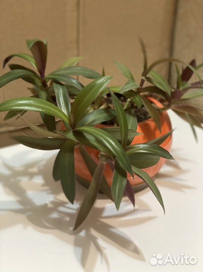 Традесканция