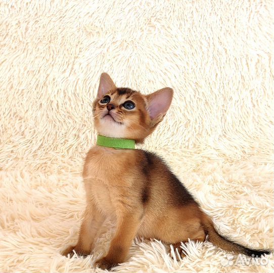 Абиссинские котята