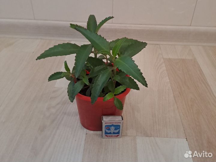 Каланхоэ Дегремона