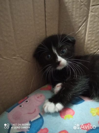 Шотландская вислоухая кошка