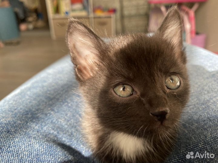 Котята бесплатно