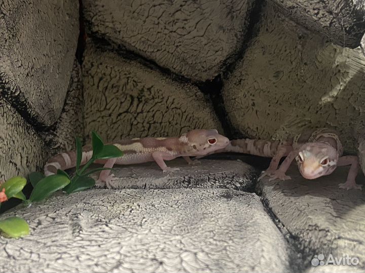 Геккон эублефар