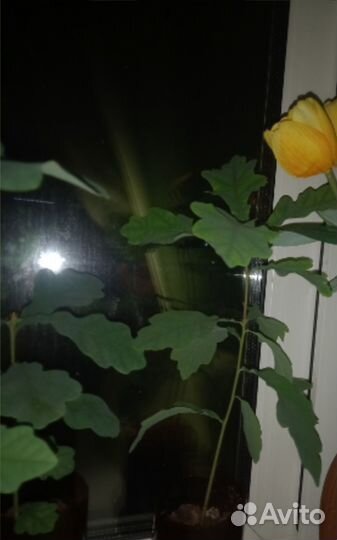 Саженцы Рассада Дуб