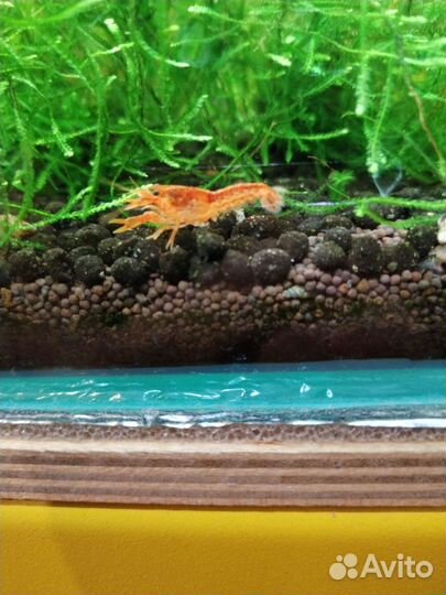 Мексиканский карликовый рак