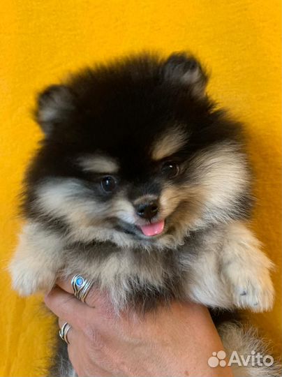 Щенки померанского шпица