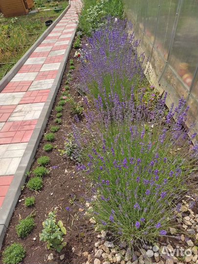 Букет лаванды