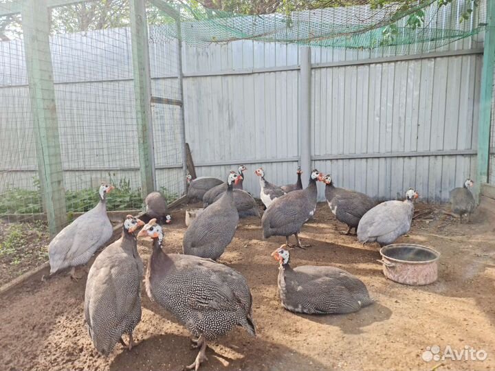 Вианот, Маран, Павловские, Индюшки, Цесарки