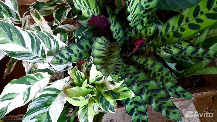 Аглаонема, Калатея, Фикус, Строманта и прочие