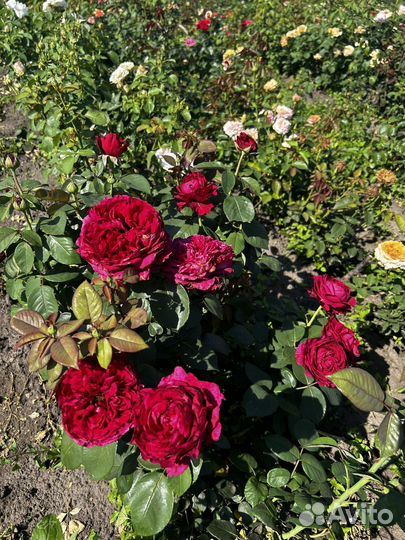 Розы (саженцы)