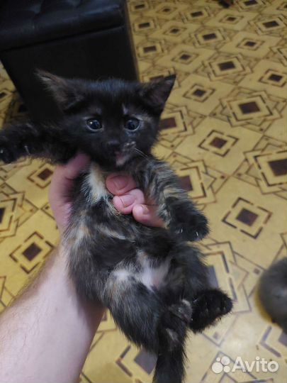 Котята в добрые руки 3.5 месяцы