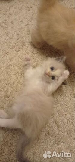 Сибирские котята