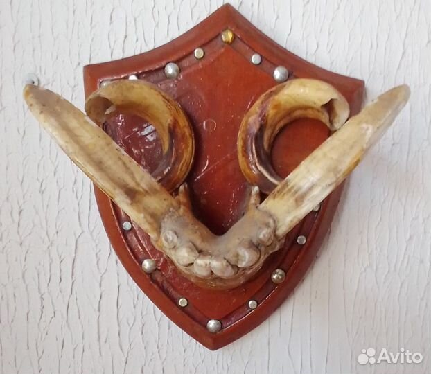 Челюсть кабана с клыками