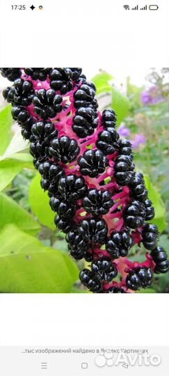 Лаконос лечебный многолетник