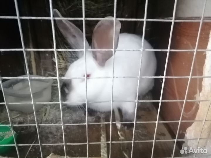 Кролики обмен