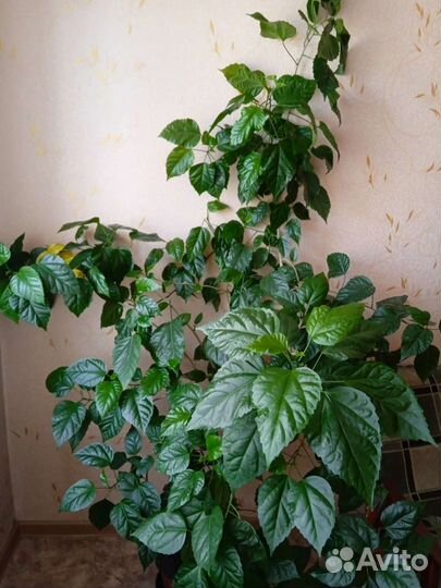 Гибискус китайская роза