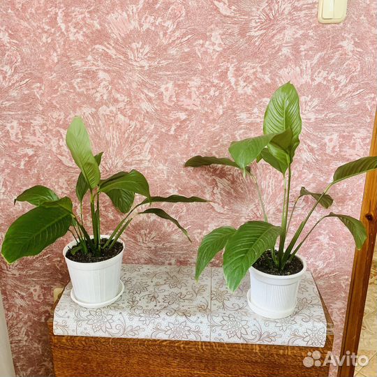 Спатифиллум крупный женское счастье 2 шт