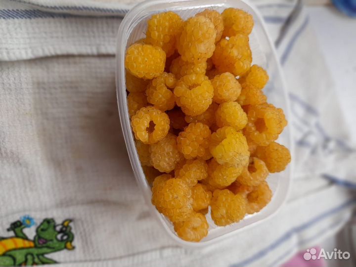 Саженцы малины и ежевики